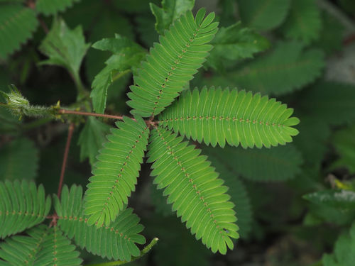 Mimosa pudica (Sensitive plant) — photo