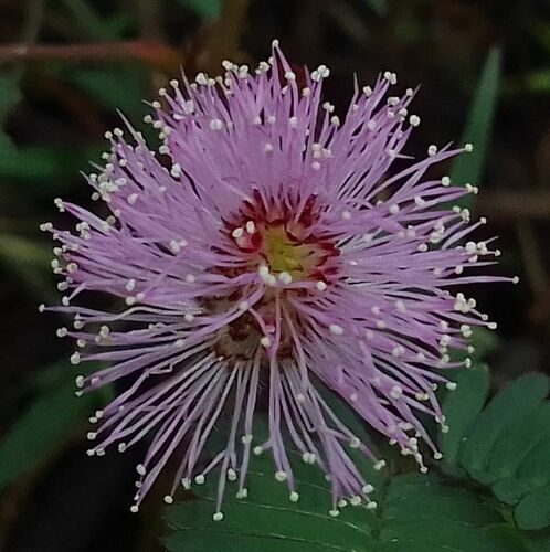 Mimosa pudica (Sensitive plant) — photo