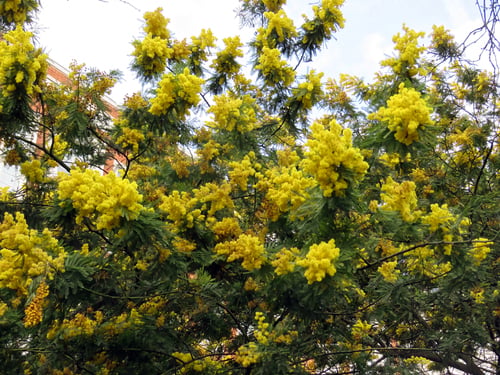 Mimosa scabrella