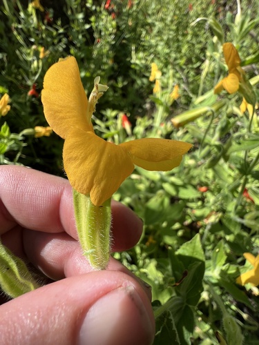 Mimulus cardinalis (Crimson monkeyflower) — photo