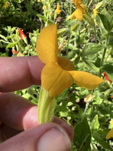 Mimulus cardinalis (Crimson monkeyflower) — photo