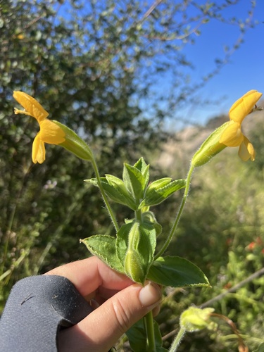 Phrymaceae