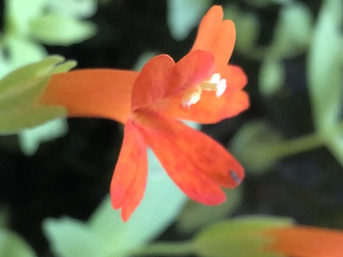 Mimulus eastwoodiae (Eastwood's monkeyflower) — photo