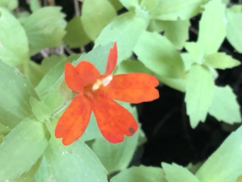 Mimulus eastwoodiae (Eastwood's monkeyflower) — photo