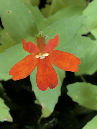 Mimulus eastwoodiae