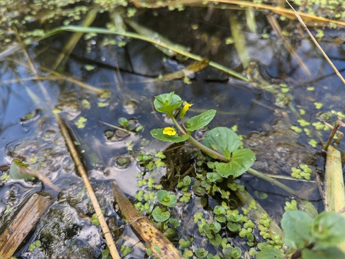 Mimulus glabratus var. geyeri (Monkeyflower) — photo