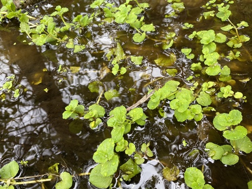 Mimulus glabratus var. geyeri