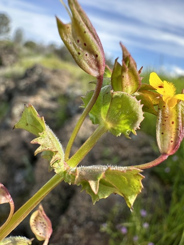 Mimulus guttatus var. moschatus (Musk monkeyflower) — photo