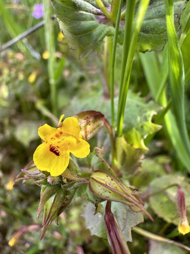 Mimulus guttatus var. moschatus