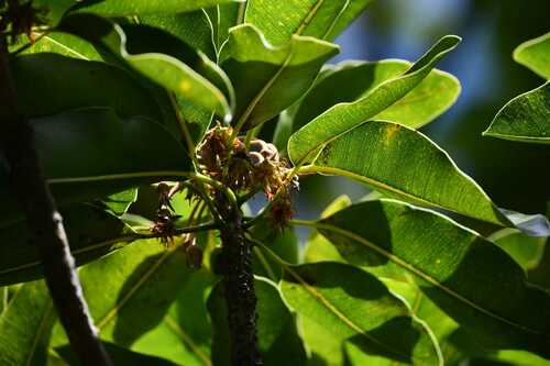 Mimusops balata (Ausubo) — photo