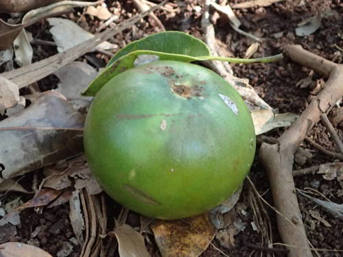 Mimusops balata (Ausubo) — photo