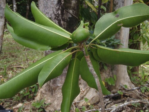 Mimusops balata