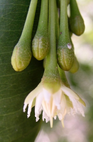Mimusops coriacea (Mascarene mimusops) — photo