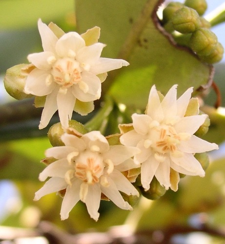 Mimusops coriacea (Mascarene mimusops) — photo