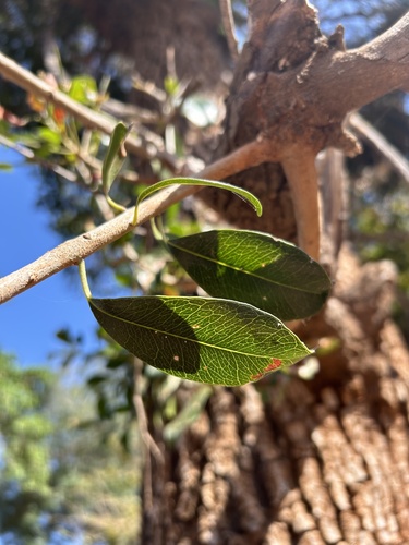 Mimusops degan — photo