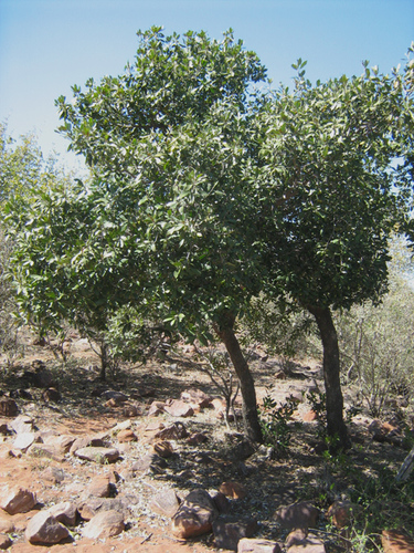 Mimusops laurifolia (Geza) — photo
