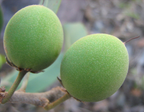 Mimusops laurifolia (Geza) — photo