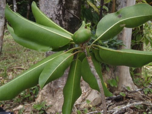 Mimusops maxima — photo
