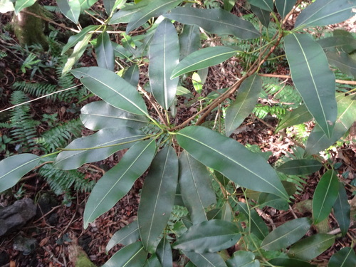 Mimusops maxima — photo