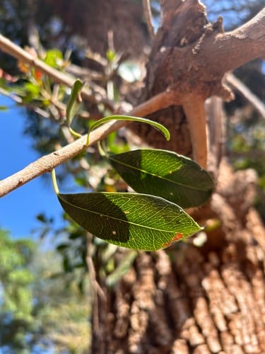 Mimusops obtusifolia (Round-fruited red milkwood) — photo