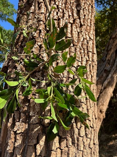 Mimusops obtusifolia (Round-fruited red milkwood) — photo