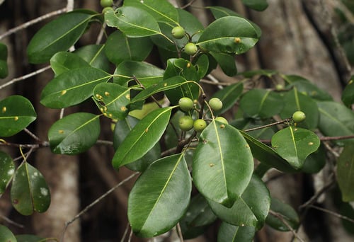 Mimusops obtusifolia