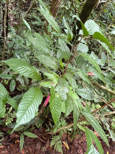 Minquartia guianensis — photo
