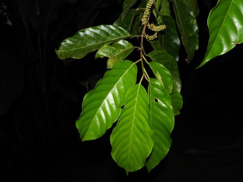 Minquartia guianensis