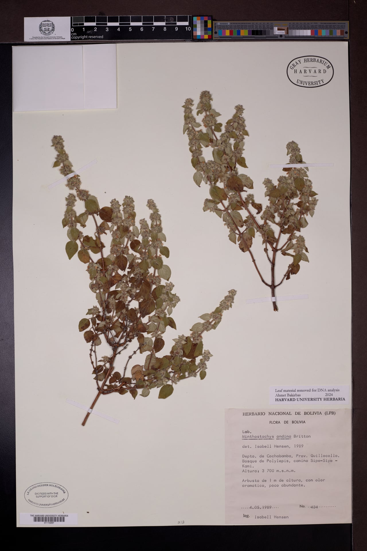 Minthostachys andina