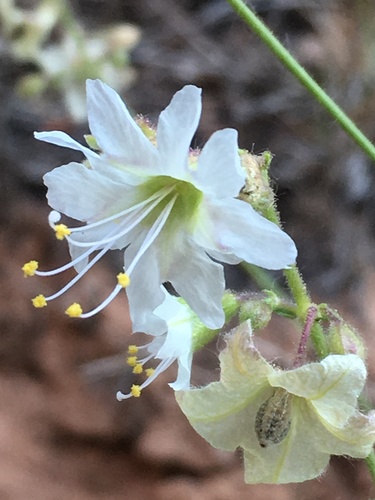 Mirabilis linearis (Narrowleaf Four o'Clock) — photo