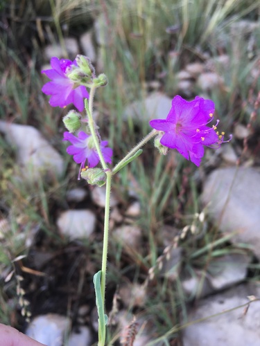 Mirabilis linearis (Narrowleaf Four o'Clock) — photo