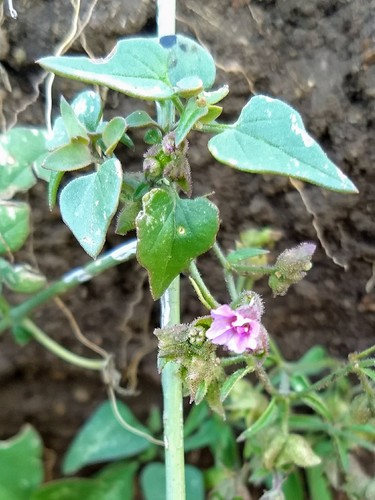 Mirabilis oxybaphoides (Smooth spreading Four o'clock) — photo