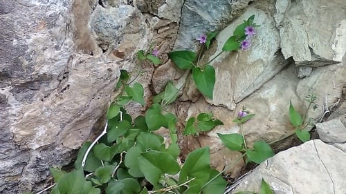 Mirabilis oxybaphoides (Smooth spreading Four o'clock) — photo