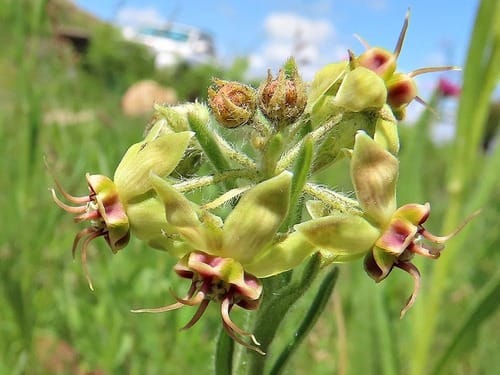 Miraglossum pulchellum (Horned miracle-tongue) — photo