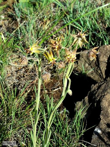 Miraglossum pulchellum