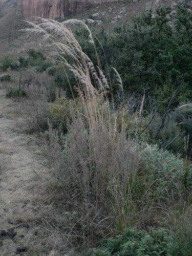 Miscanthus ecklonii — photo