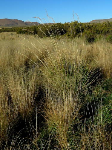 Miscanthus ecklonii