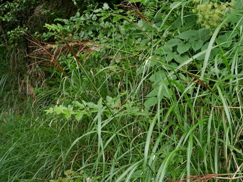 Miscanthus sinensis — photo