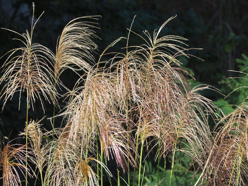 Miscanthus sinensis