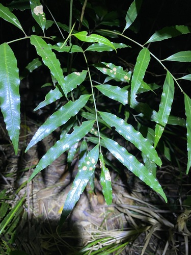Mischarytera lautereriana
