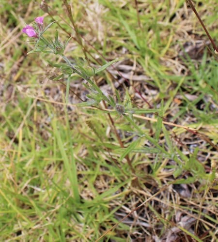 Misopates orontium (Weasel's snout) — photo
