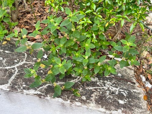 Mitracarpus hirtus — photo