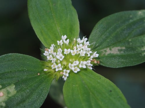 Mitracarpus hirtus