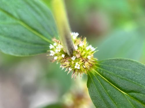 Mitracarpus hirtus — photo