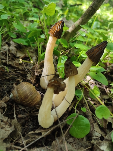 Mitrophora semilibera (Miniature morel) — photo