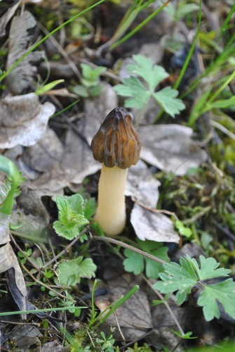 Mitrophora semilibera (Miniature morel) — photo