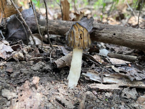 Mitrophora semilibera