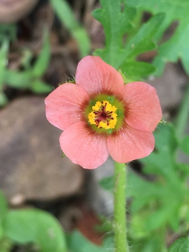 Modiola caroliniana (Mauve) — photo