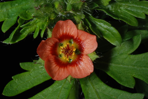 Modiola caroliniana (Mauve) — photo