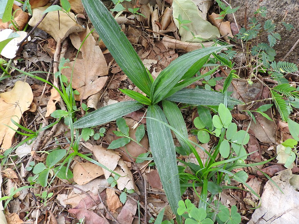 Molineria trichocarpa — photo
